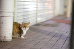 NIKKOR Z 85mm f/1.8 S-YDM_9333