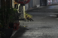YDM_6555