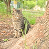 YDM_8002