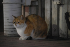 Lionon-P 135mm f2.8-YDM_8872