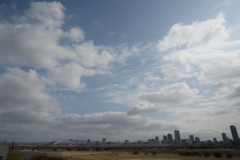YDM_4491