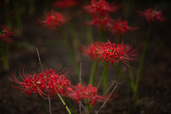 NZ5_4304