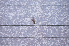 NZ5_4338