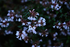 NZ5_3664