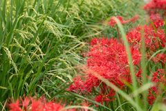 NZ5_4161