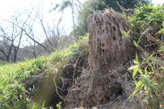 SMC PENTAX 55mm F1.8-YDM_9860