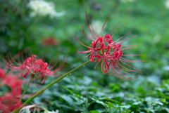 NZ5_4195