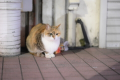 NIKKOR Z 85mm f/1.8 S-YDM_9356