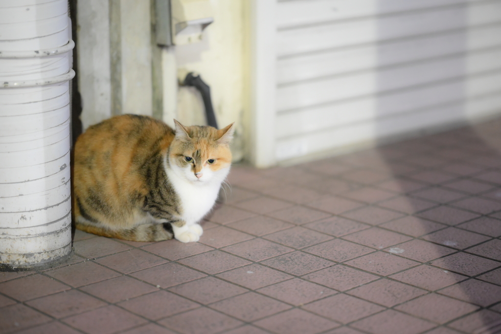 NIKKOR Z 85mm f/1.8 S-YDM_9352