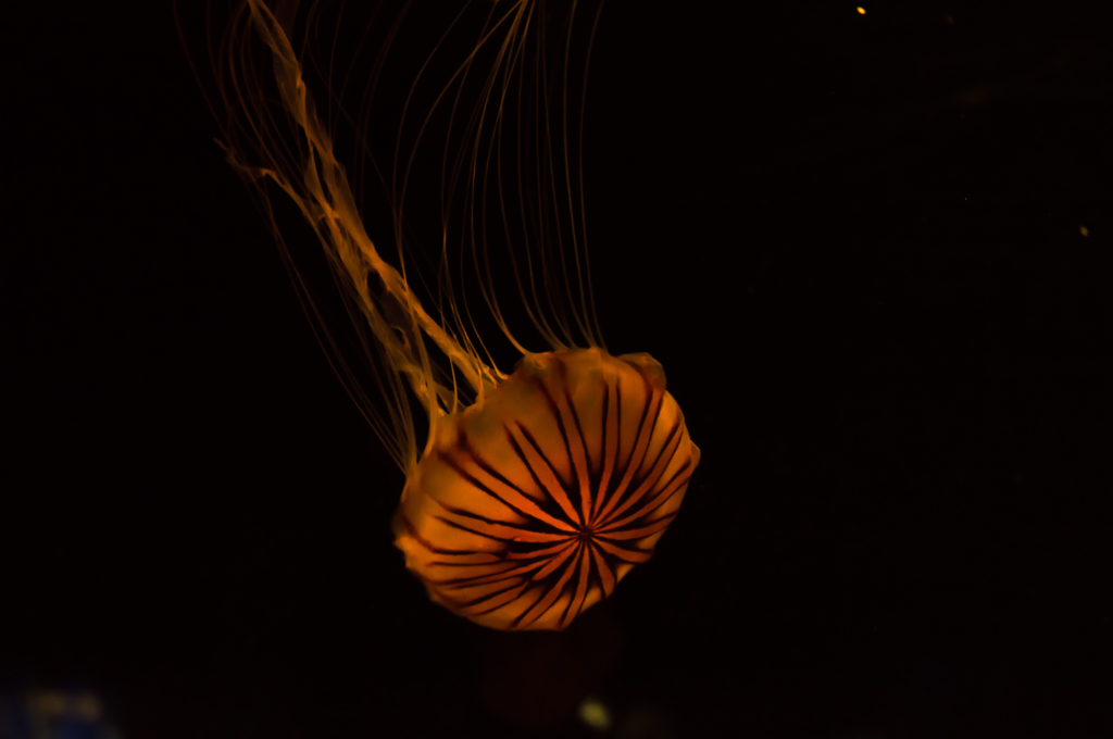 DSC_0314-3