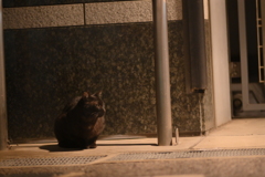 YDM_6654