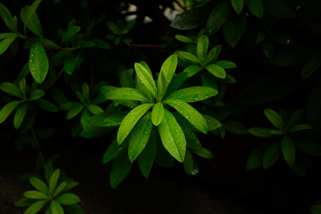 Z50_0675