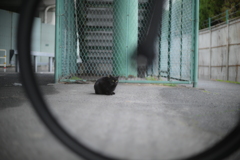 NIKKOR-S Auto NKJ 50mmf1.4-YDM_8062