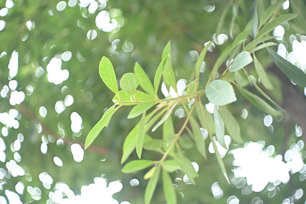 Pentaflex-Color 2.8/50mm_3216
