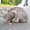 YDM_7634