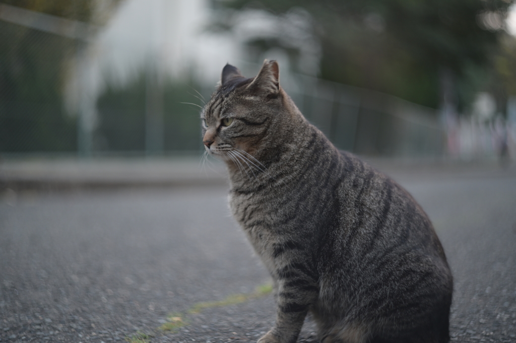 HELIOS 44M−4 58mm f2-YDM_2548