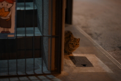 NIKKOR Z 85mm f/1.8 S-YDM_9374