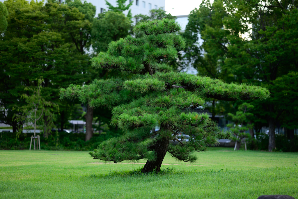 DSC_1019