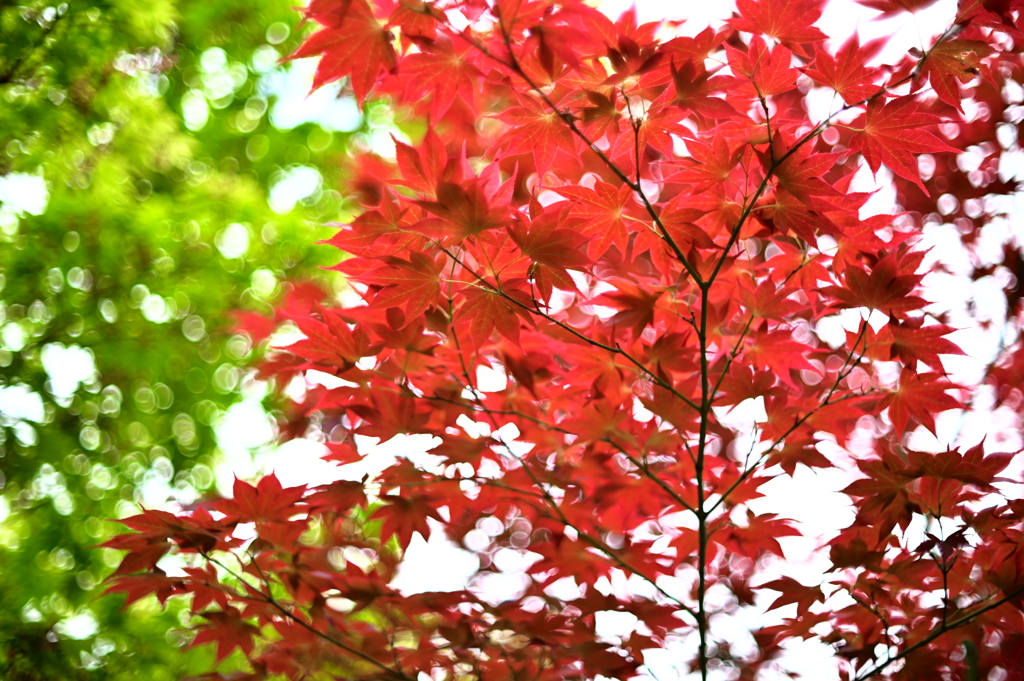 New NIKKOR（1974年 前期型）50mm F1.4-YDM_6100