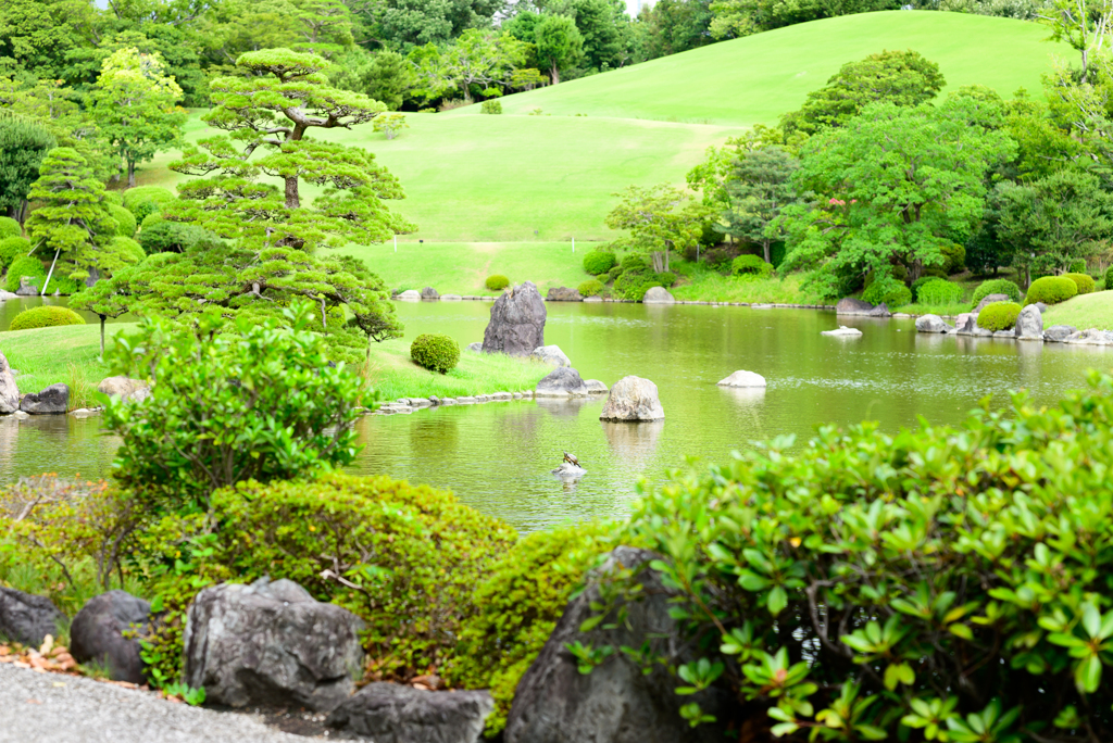 NZ5_1732