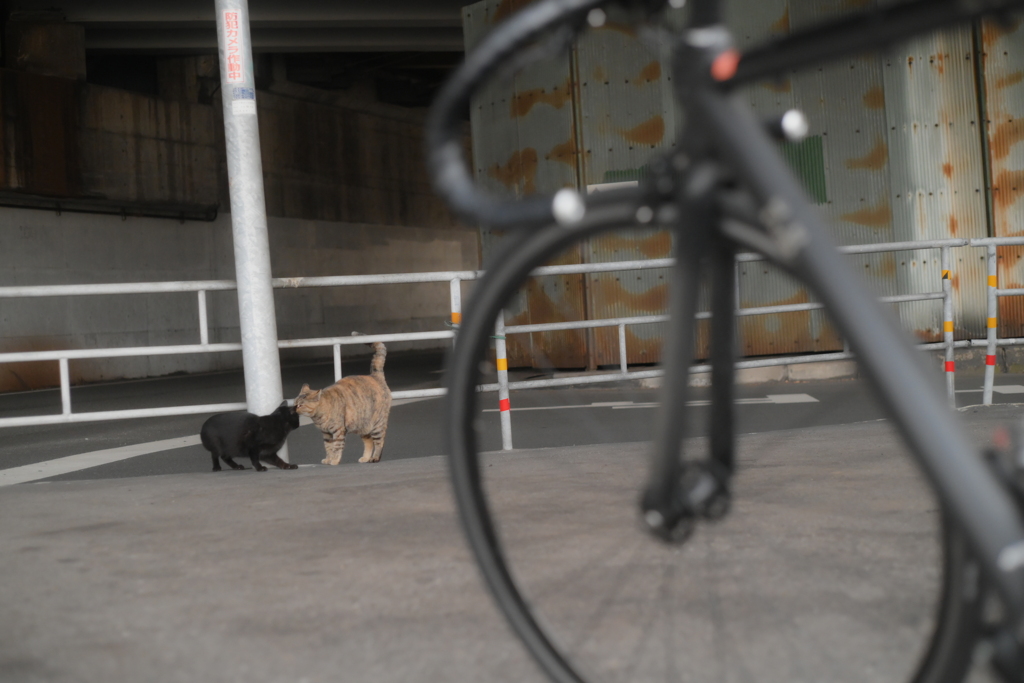 AI Nikkor 50mm F2-YDM_8389