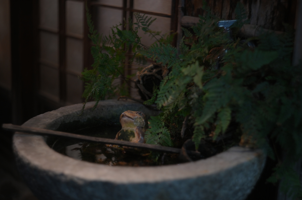 HELIOS 44M−4 58mm f2-YDM_0718