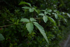 Z50_0963