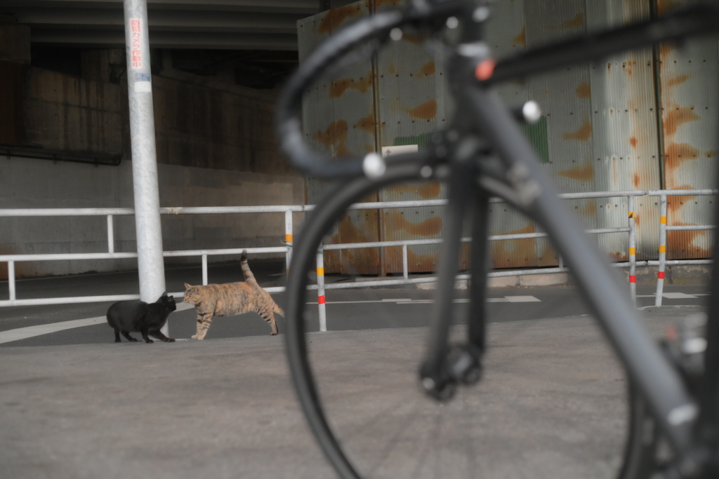 AI Nikkor 50mm F2-YDM_8388