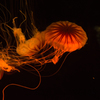 その他の海の生物