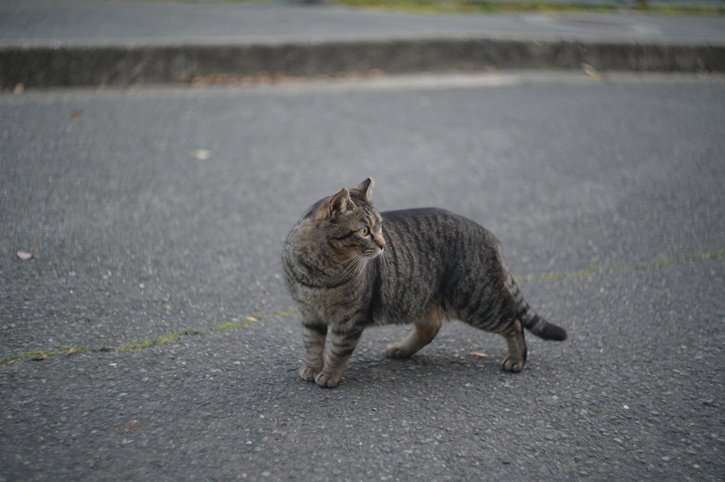 HELIOS 44M−4 58mm f2-YDM_2514