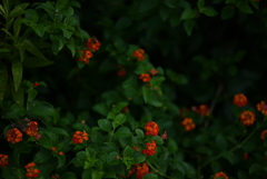 DSC_0119