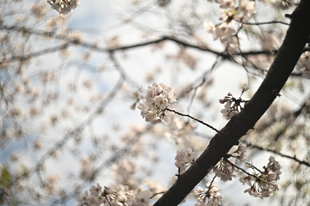 HELIOS 44M−4 58mm f2-YDM_1393