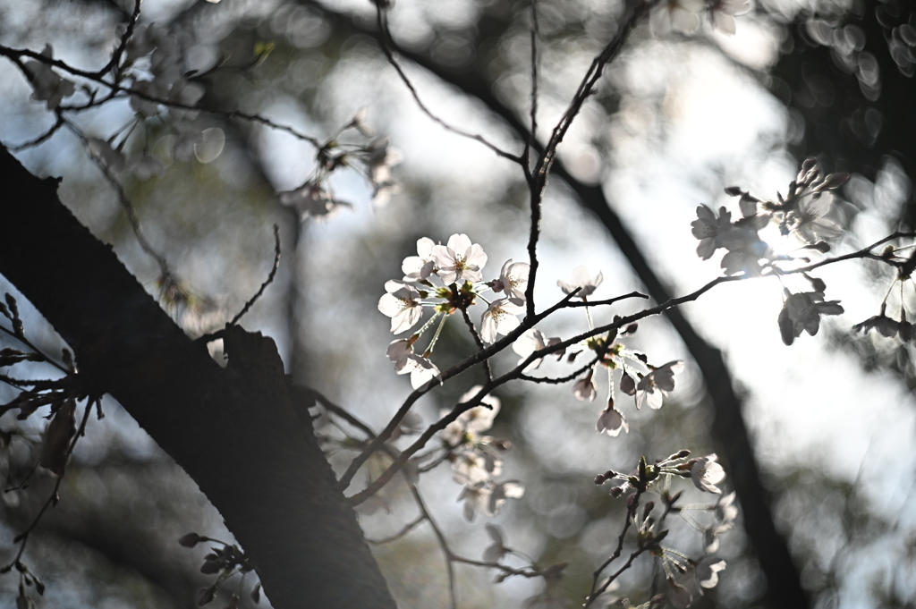 HELIOS 44M−4 58mm f2-YDM_1397