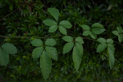 Z50_0965