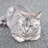 YDM_7625