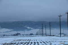 雪原