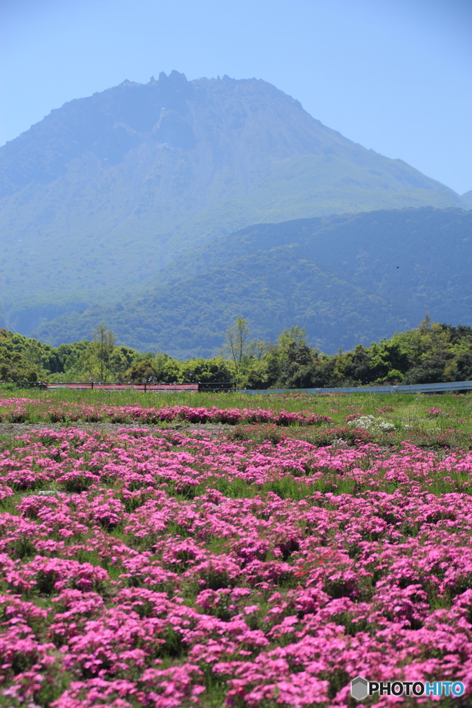 芝桜と平成新山