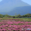 芝桜と平成新山