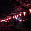 夜さくら