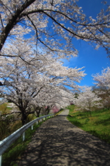 桜道