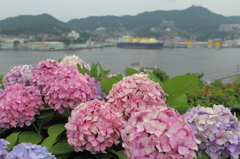 朝顔が眺がめる長崎の街