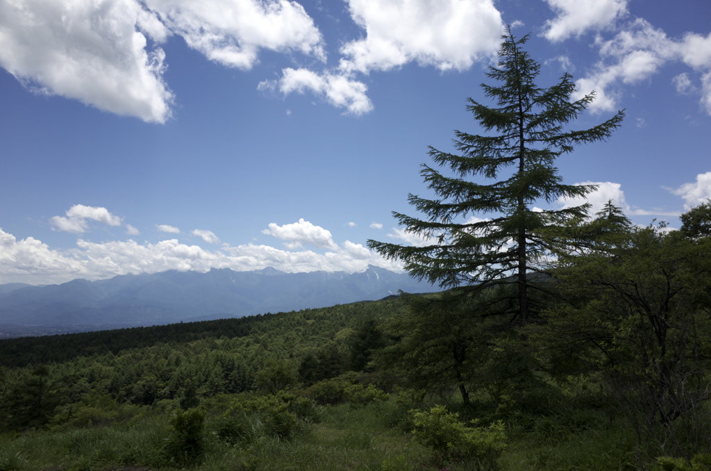 summer tree