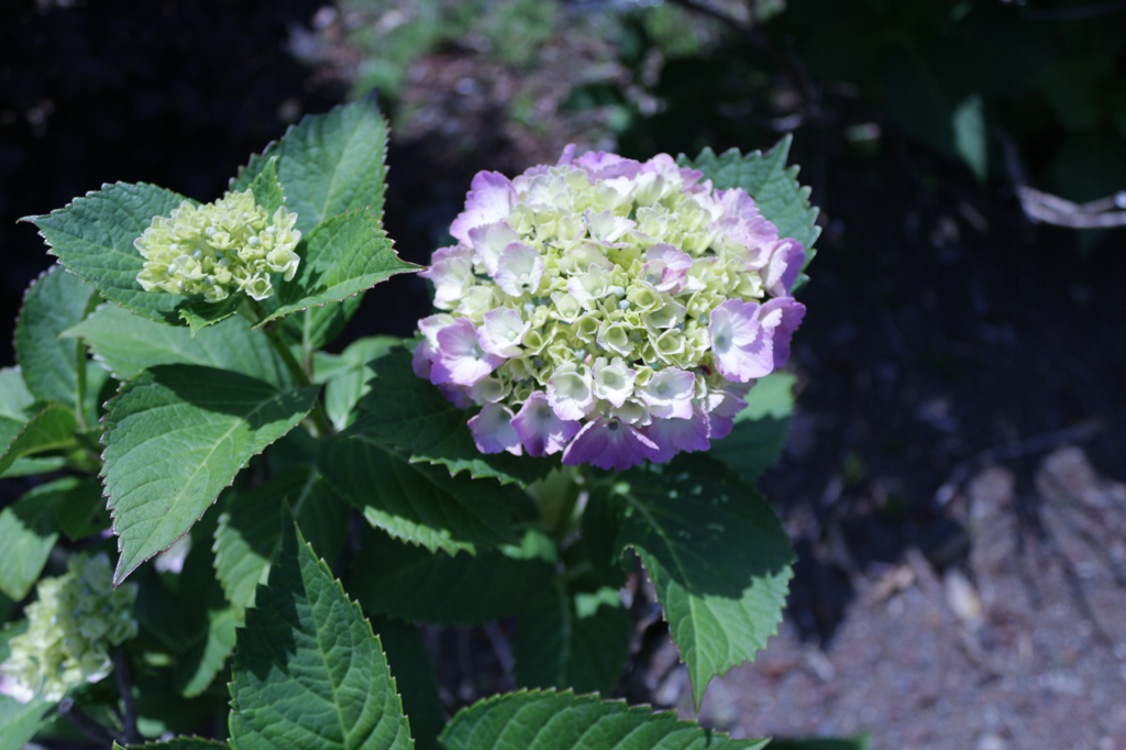 近所の紫陽花