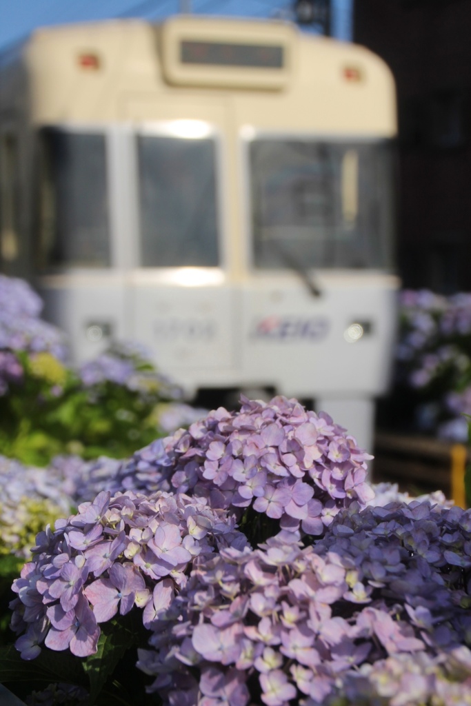 井の頭線と紫陽花