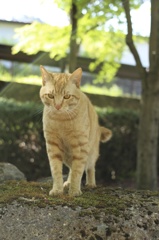 下呂温泉の猫