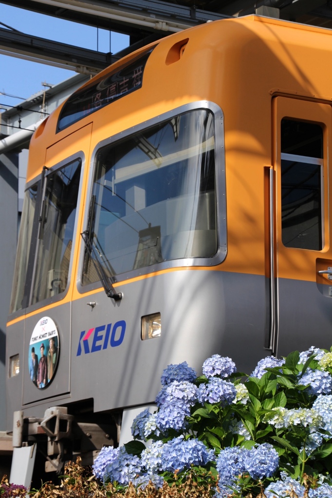 井の頭線と紫陽花