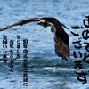 今年もよろしくお願いします