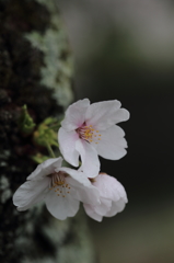 胴桜