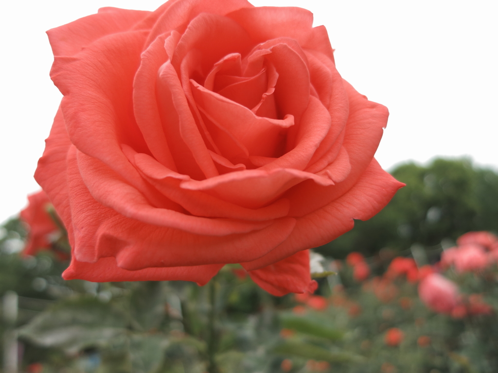 薔薇　頬