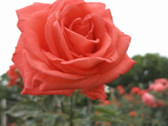 薔薇　頬